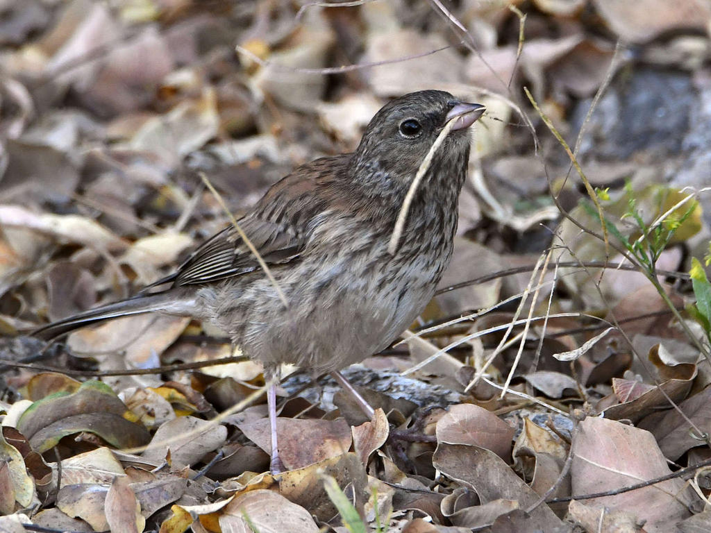 Junco.jpg