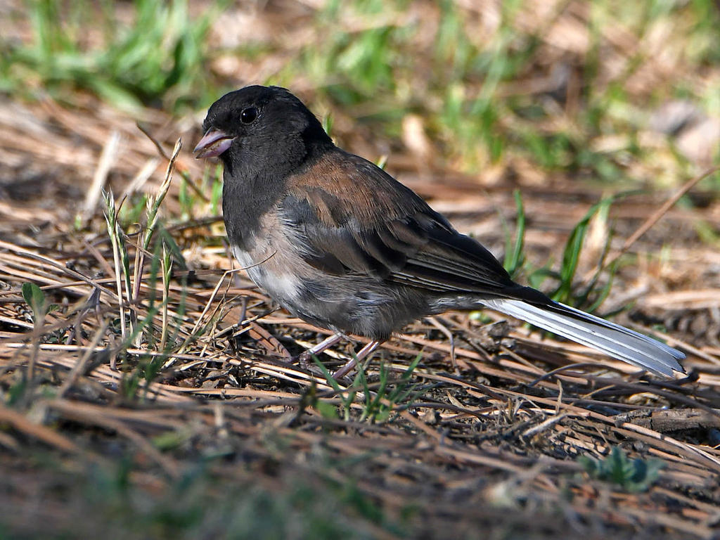 Junco.jpg