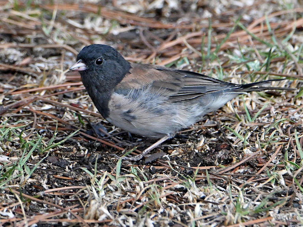 Junco.jpg