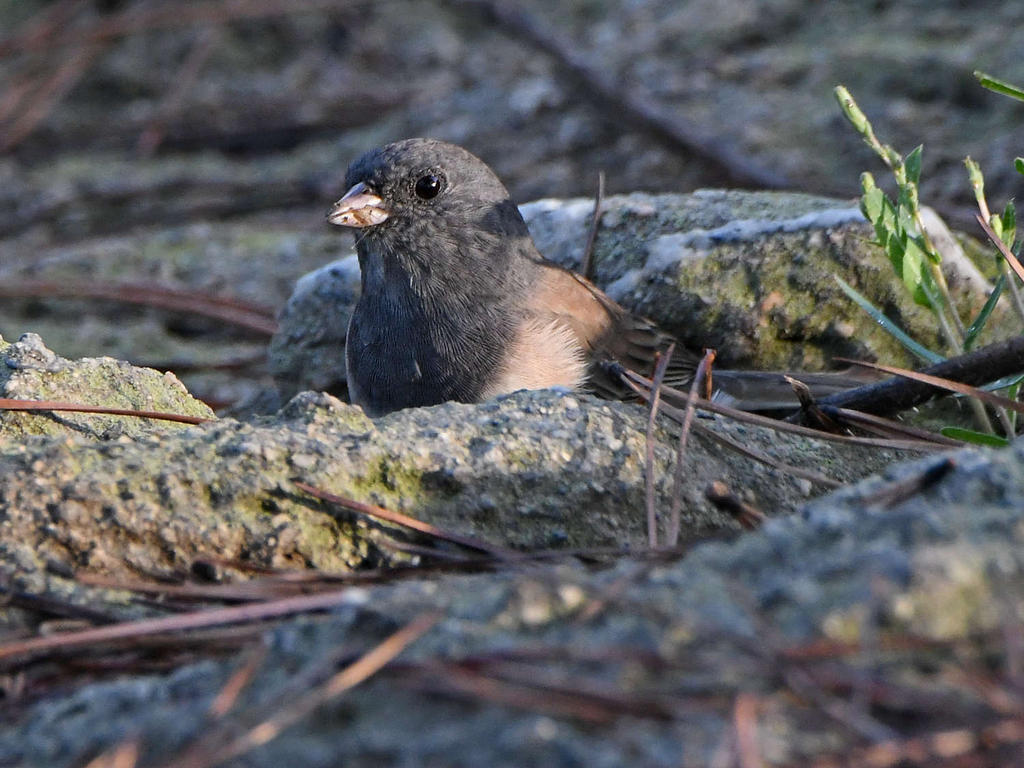 Junco.jpg