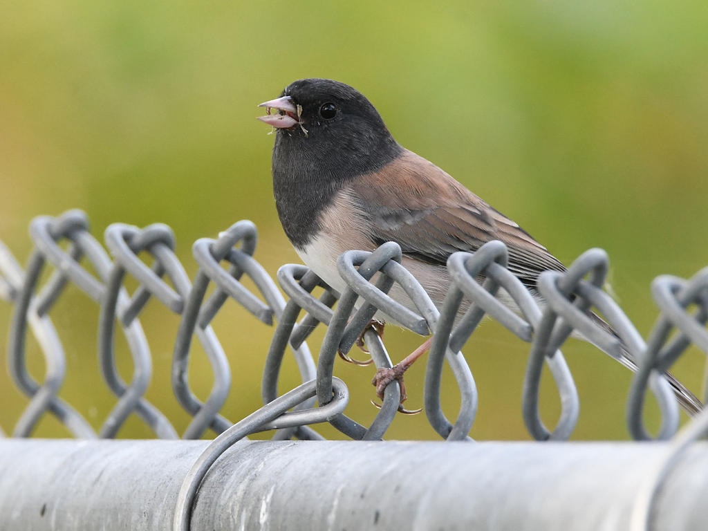 Junco.jpg