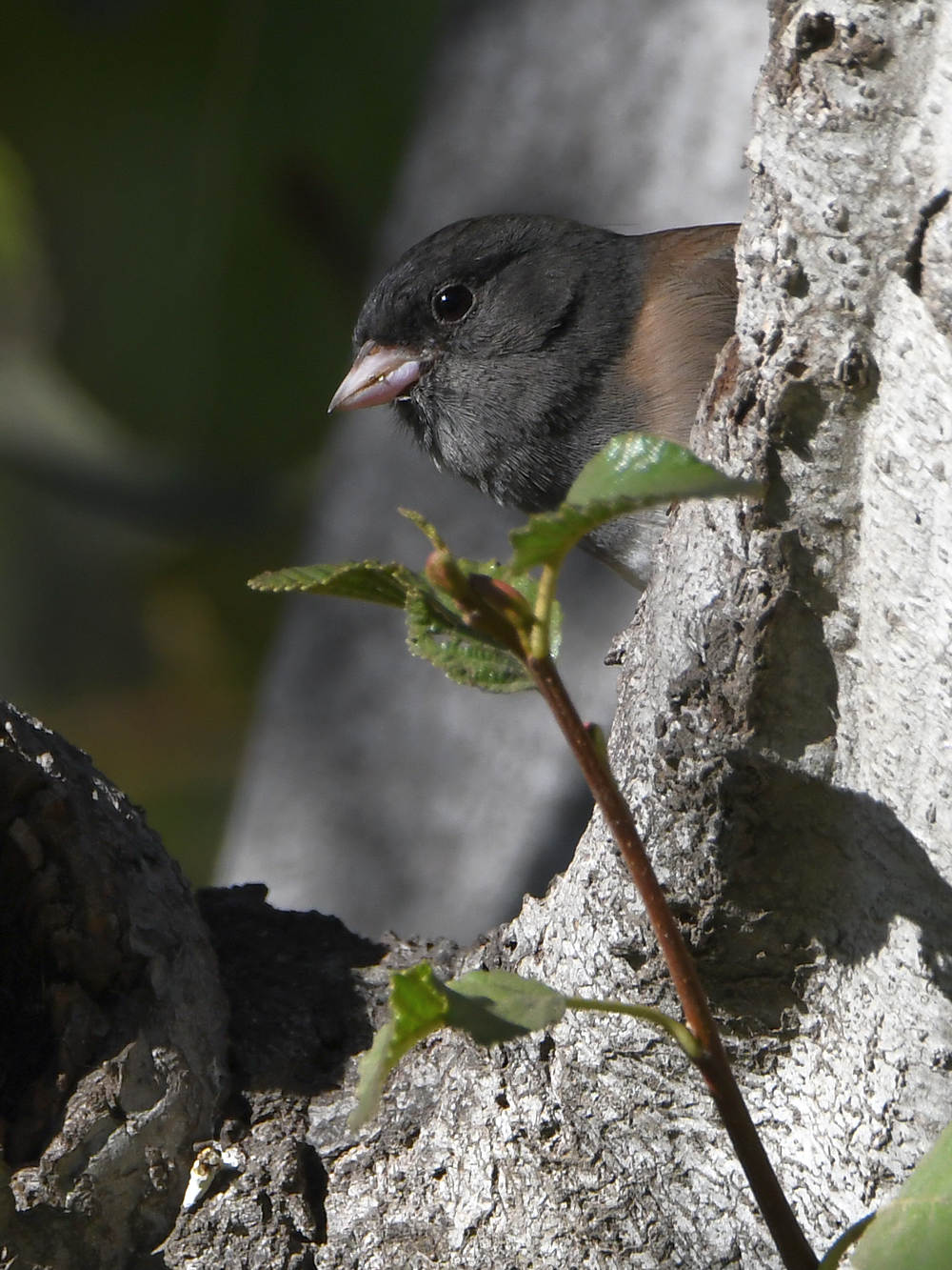 Junco.jpg