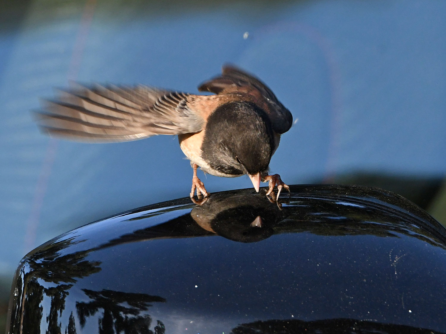 Junco.jpg