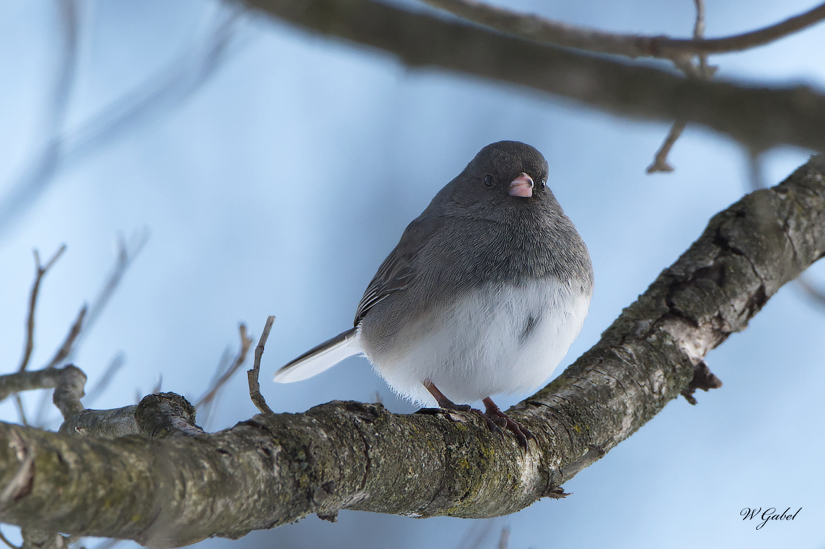 Junco sm.jpg