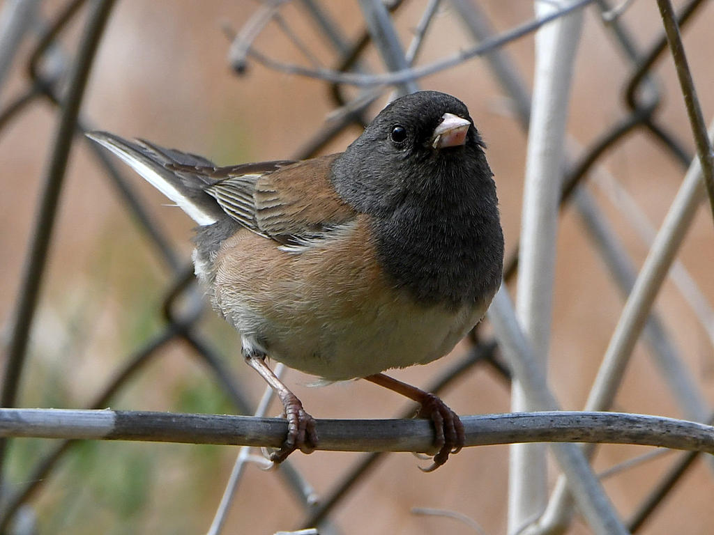 Junco10.jpg
