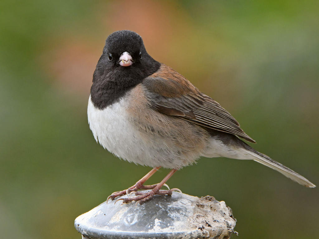 Junco11.jpg