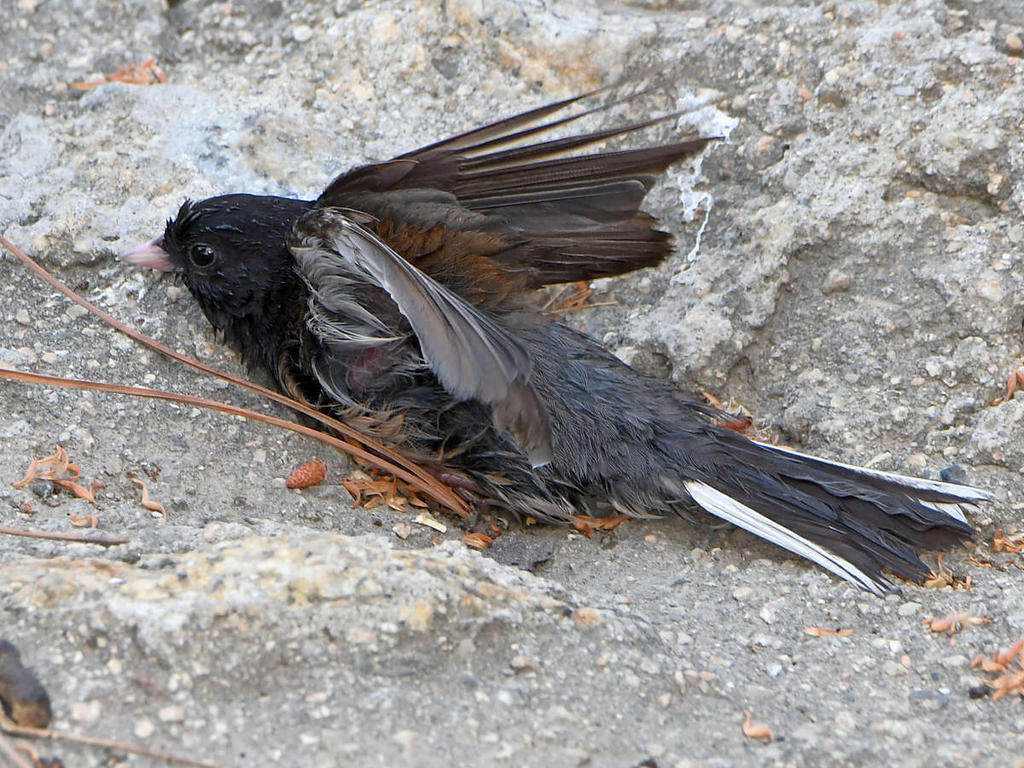 Junco11.jpg