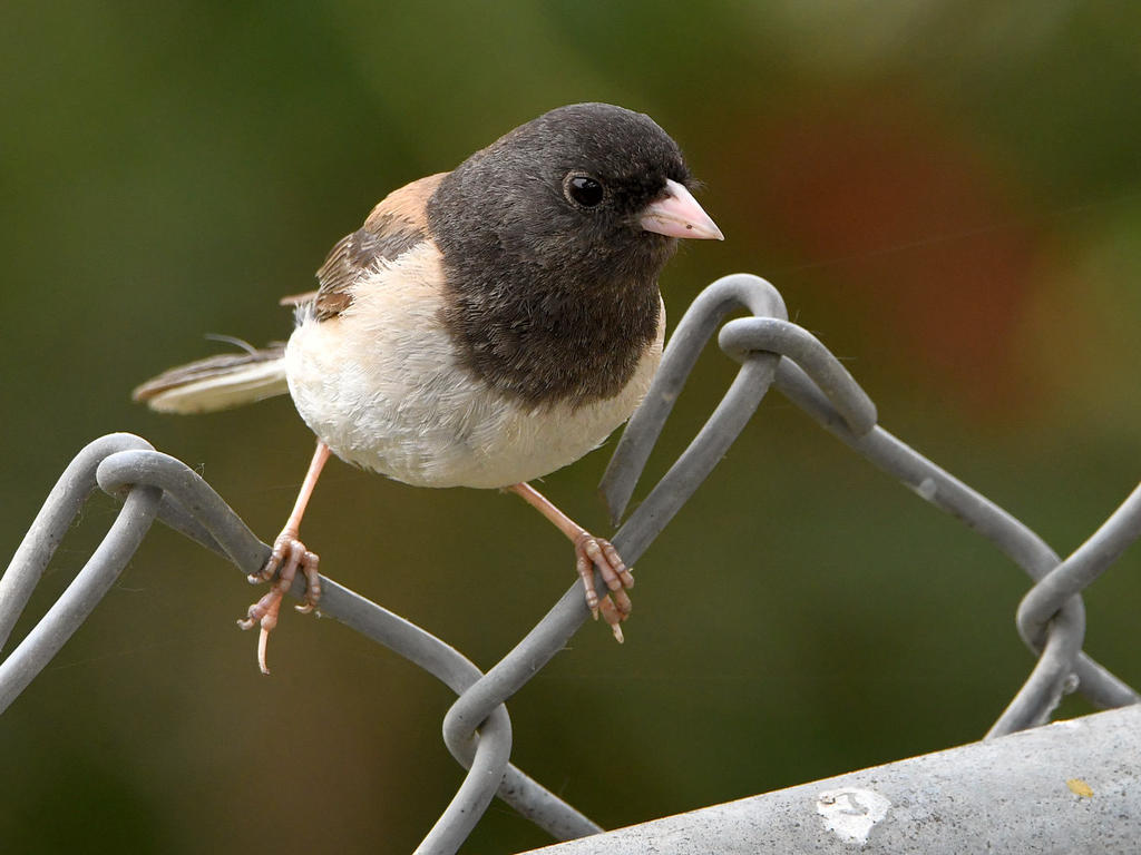 Junco13.jpg