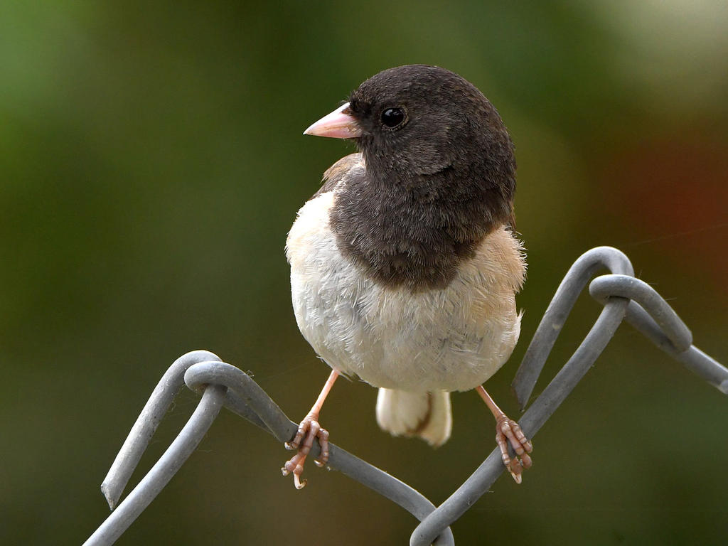 Junco15.jpg