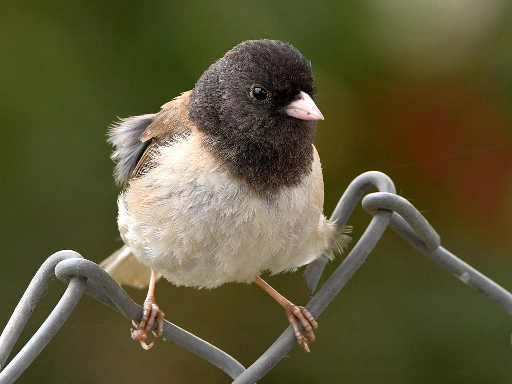 Junco17.jpg