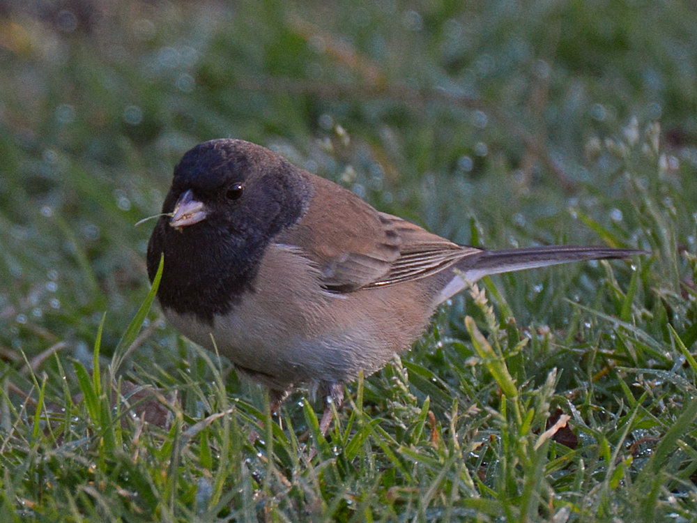 Junco2.jpg