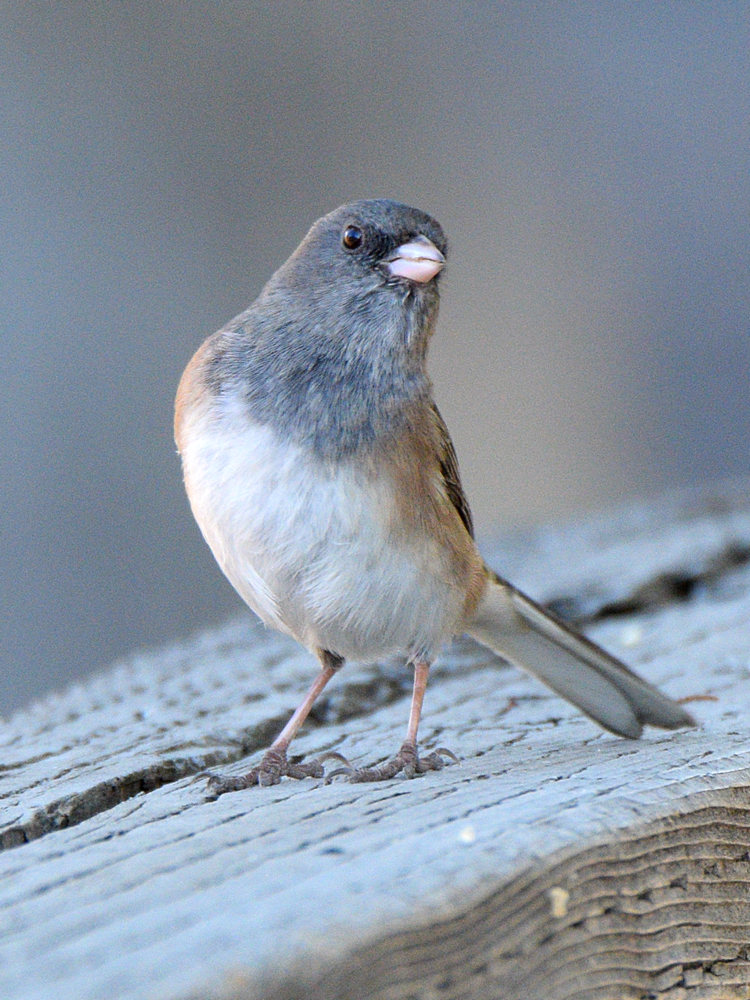 Junco2.jpg