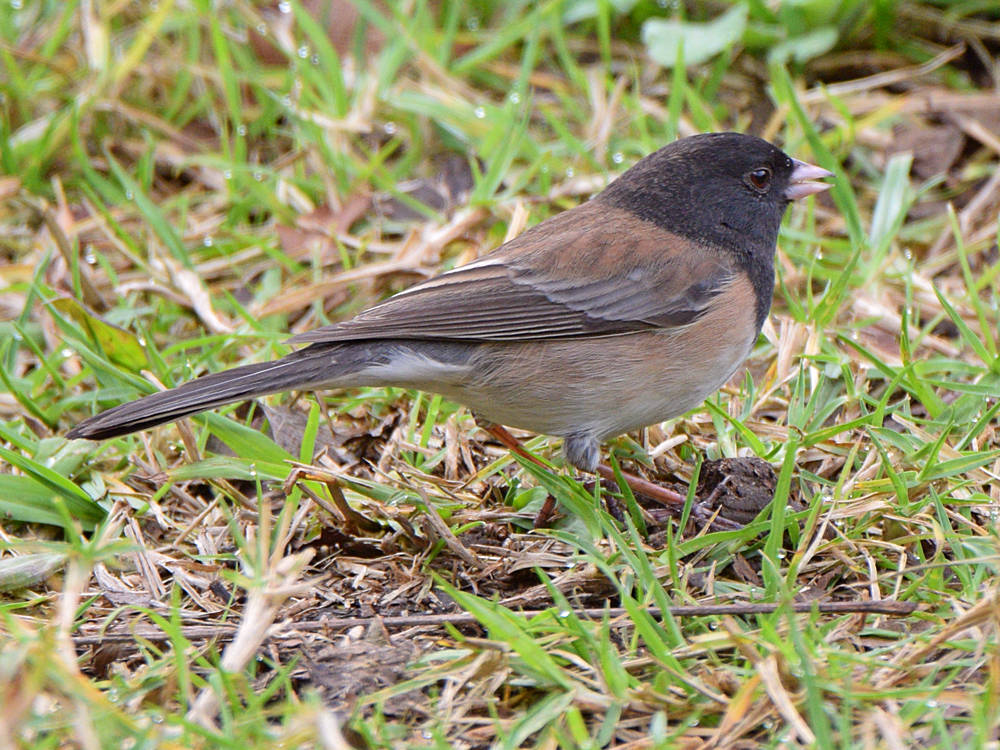 Junco2.jpg