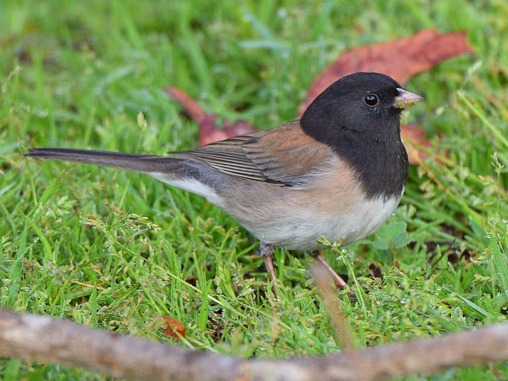 Junco2.jpg