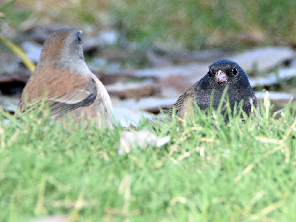 Junco2.jpg