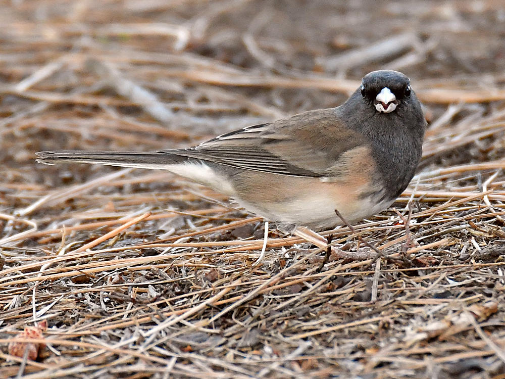 Junco2.jpg