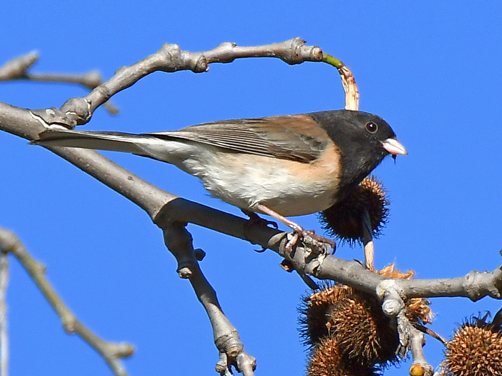 Junco2.jpg