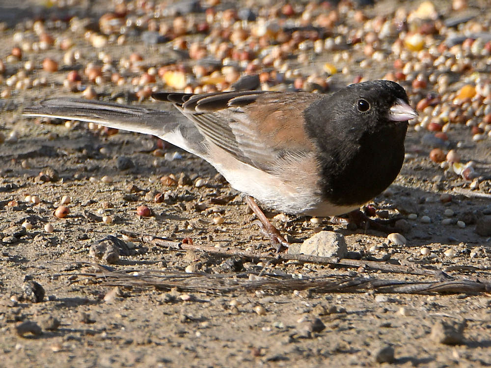 Junco2.jpg
