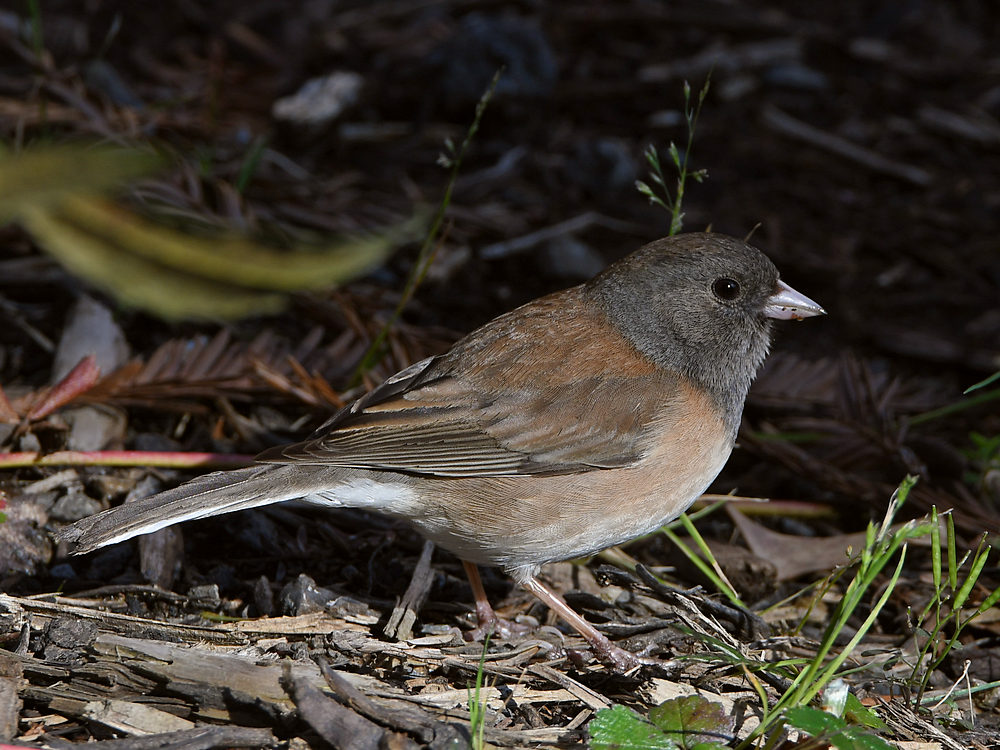 Junco2.JPG