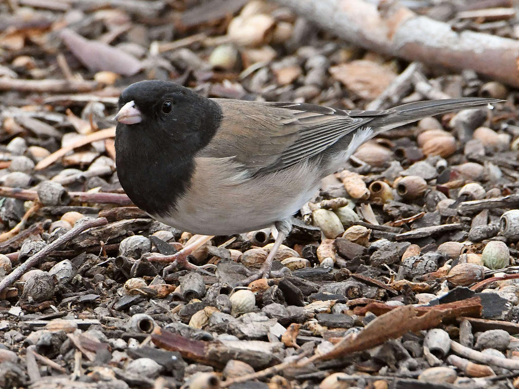 Junco2.jpg