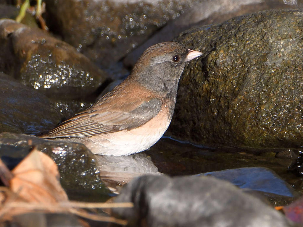 Junco2.jpg