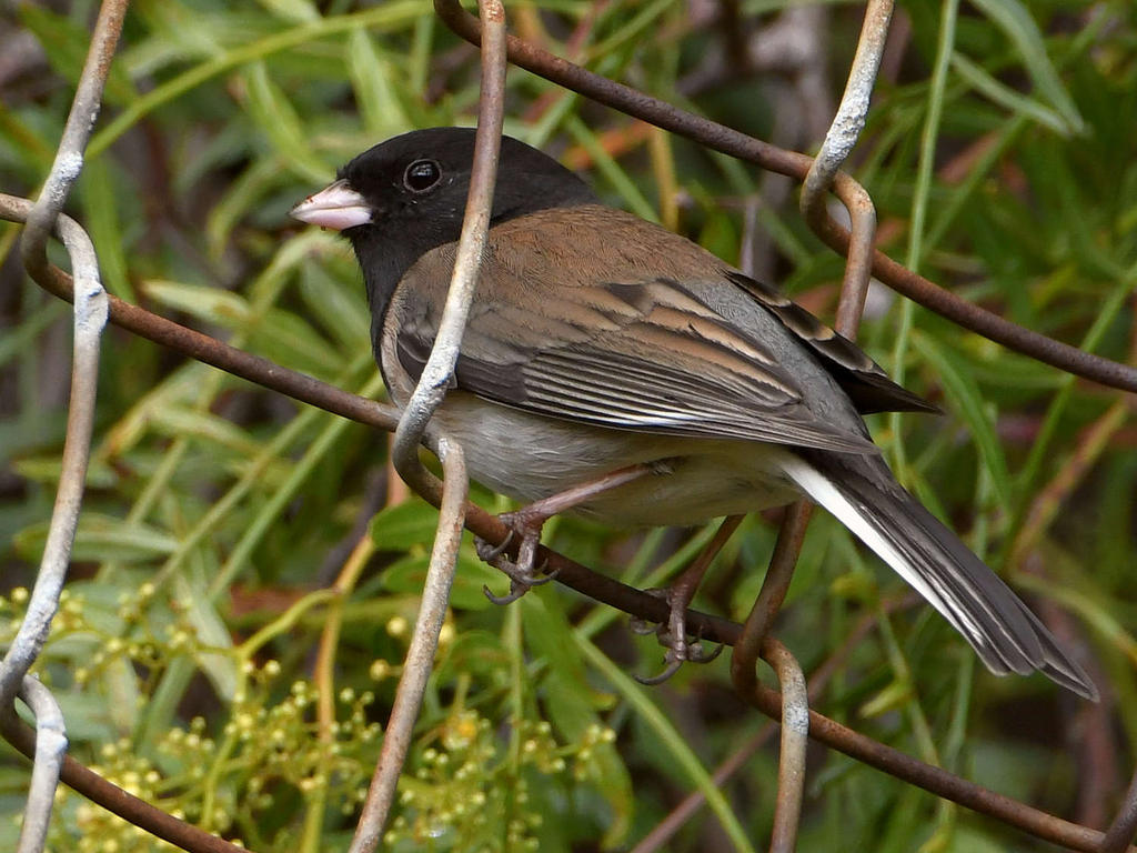 Junco2.jpg
