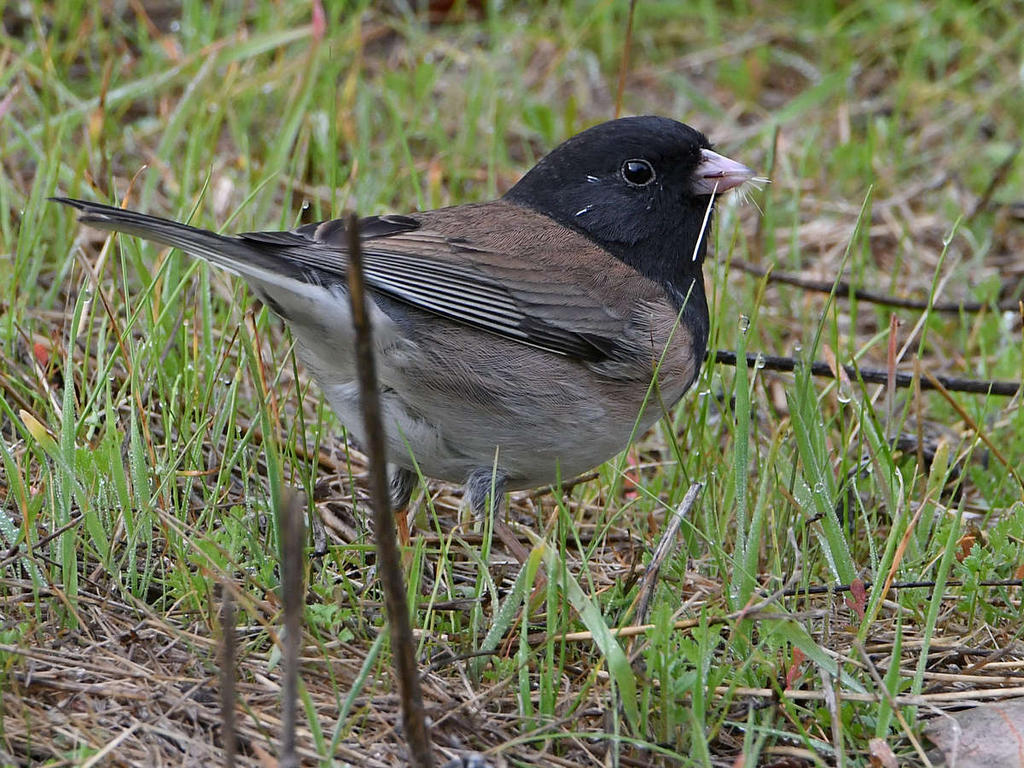 Junco2.jpg