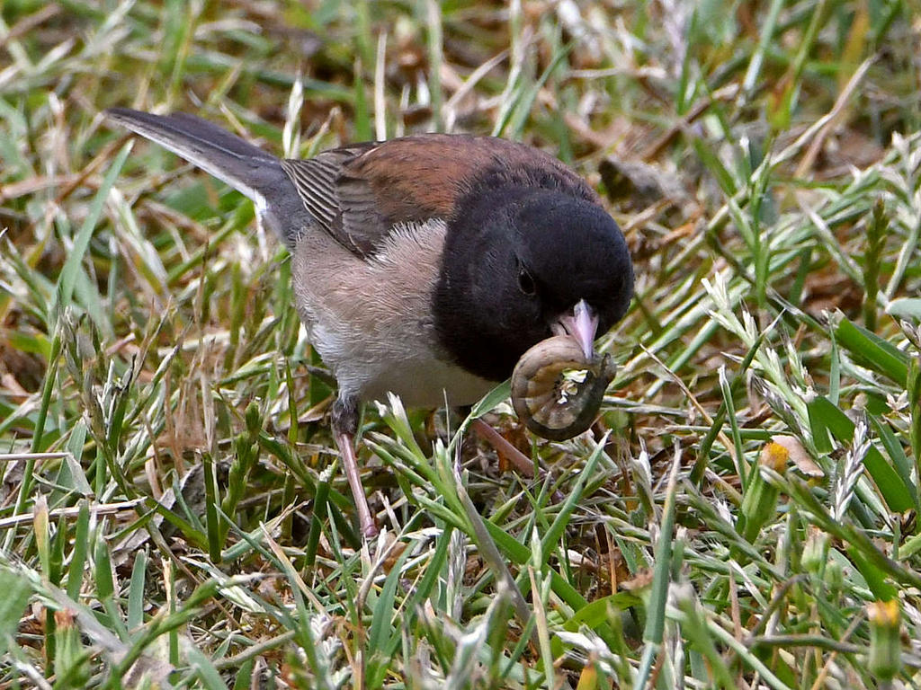 Junco2.jpg
