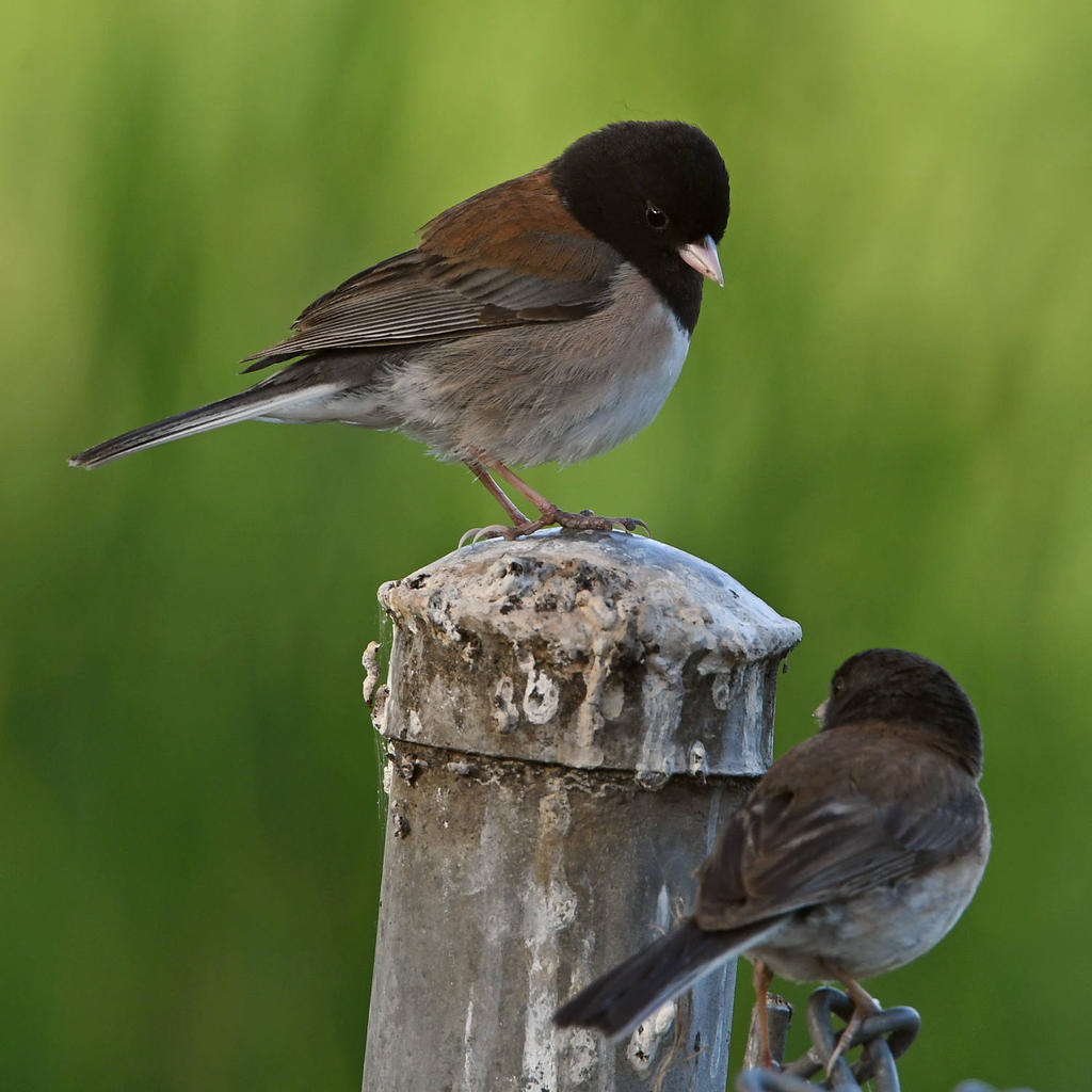 Junco2.jpg
