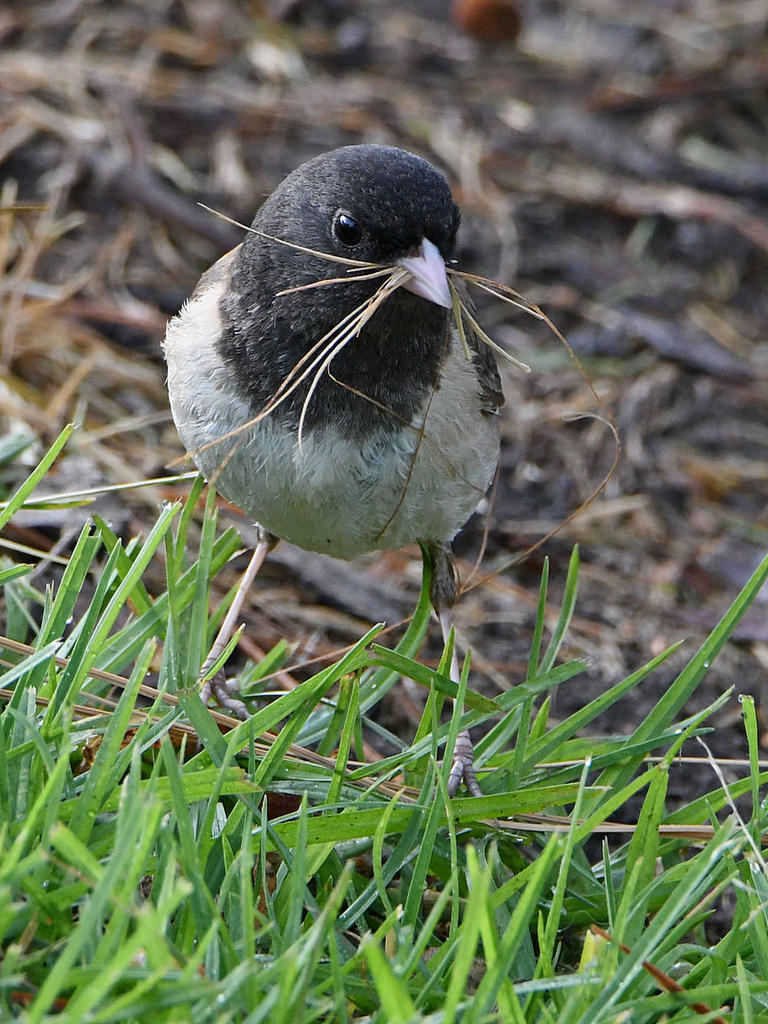 Junco2.jpg