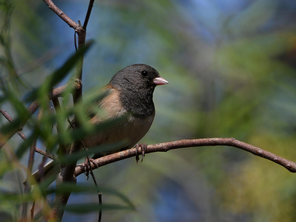 Junco2.jpg