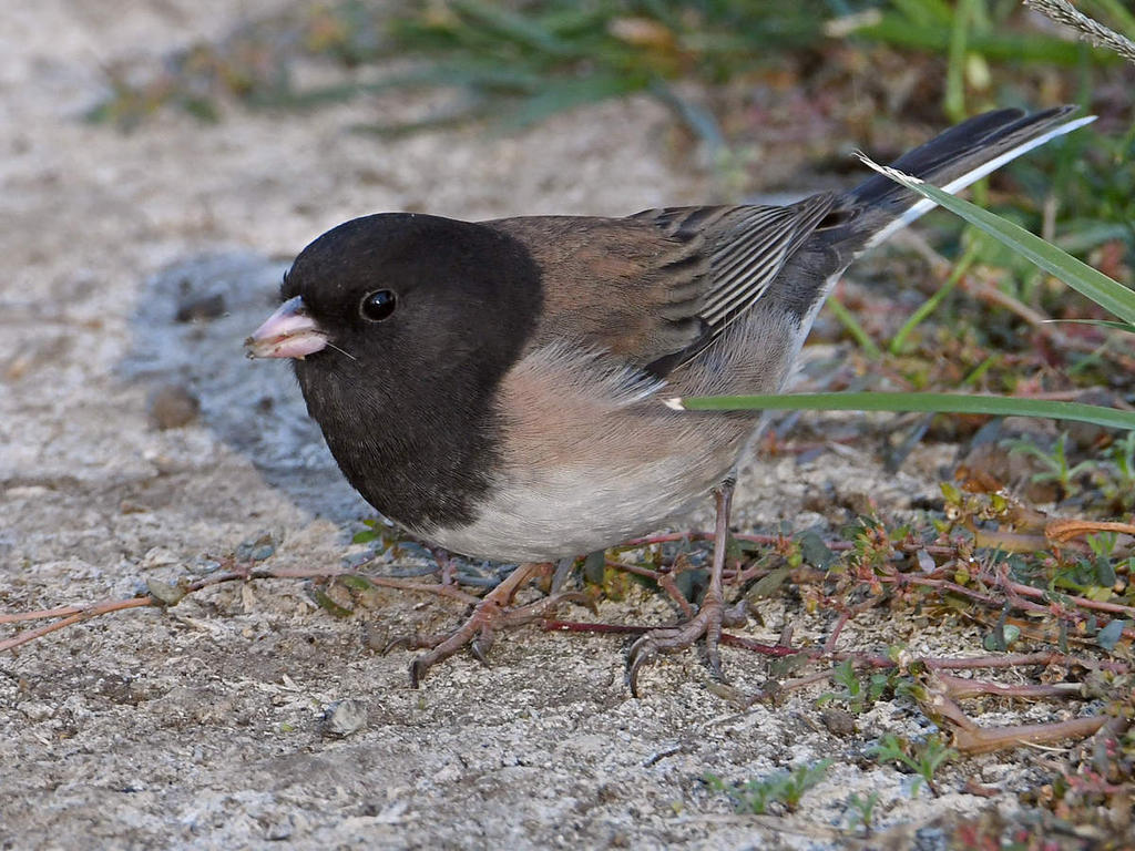 Junco2.jpg
