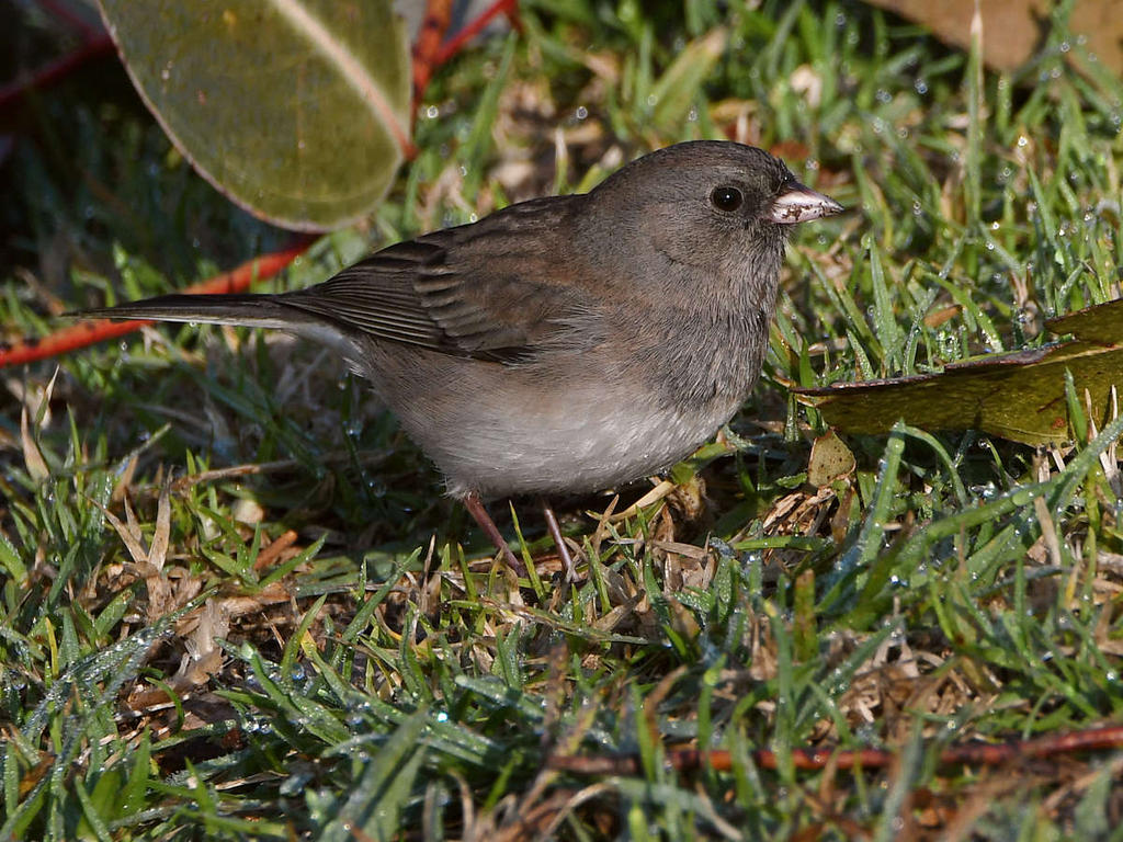 Junco2.jpg