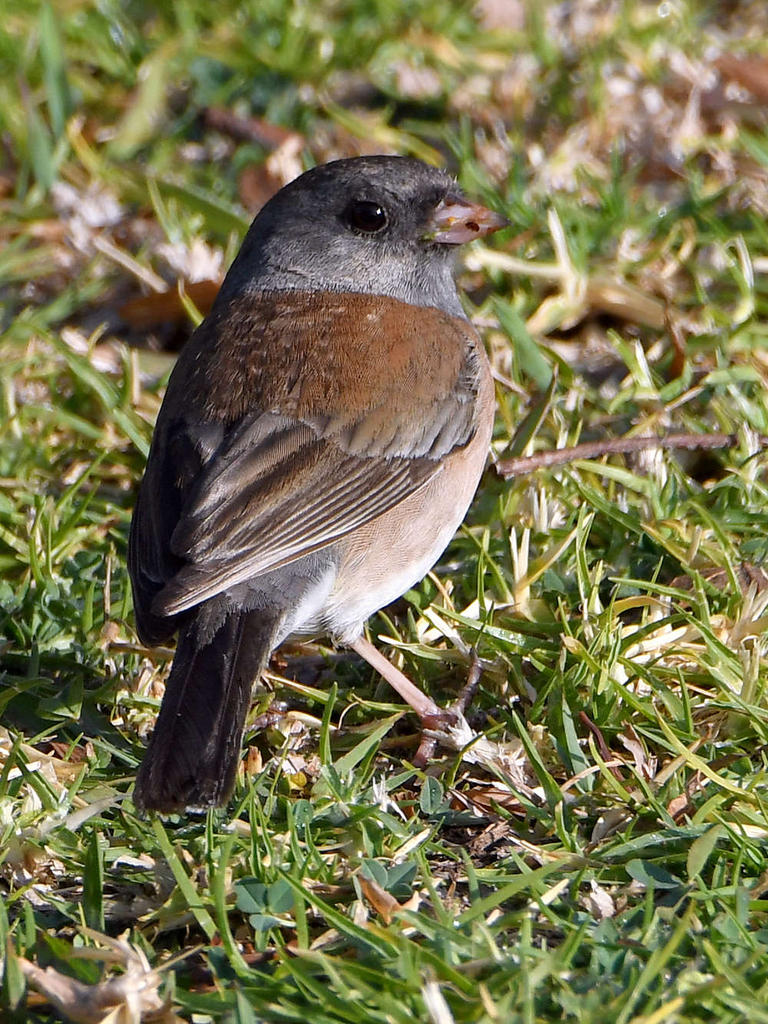 Junco2.jpg