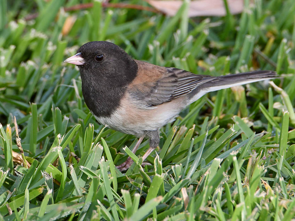 Junco2.jpg