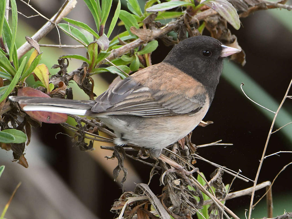 Junco2.jpg