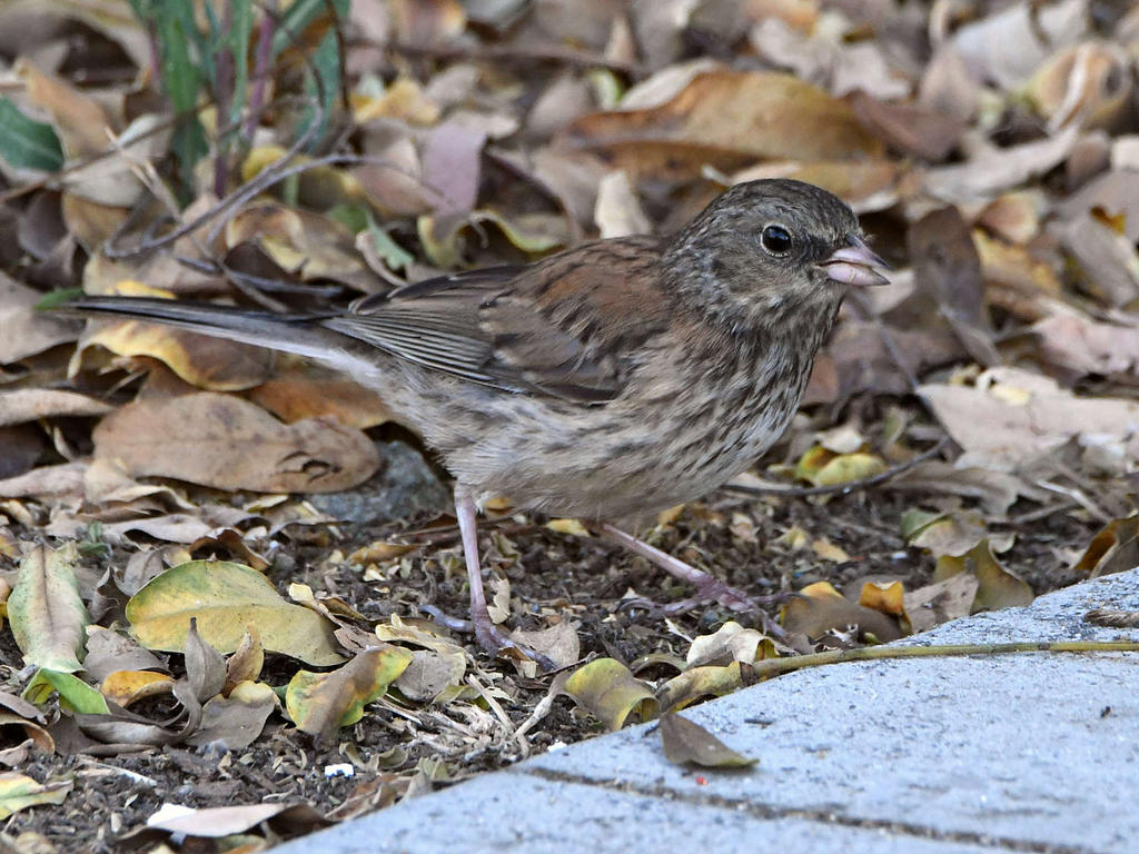 Junco2.jpg