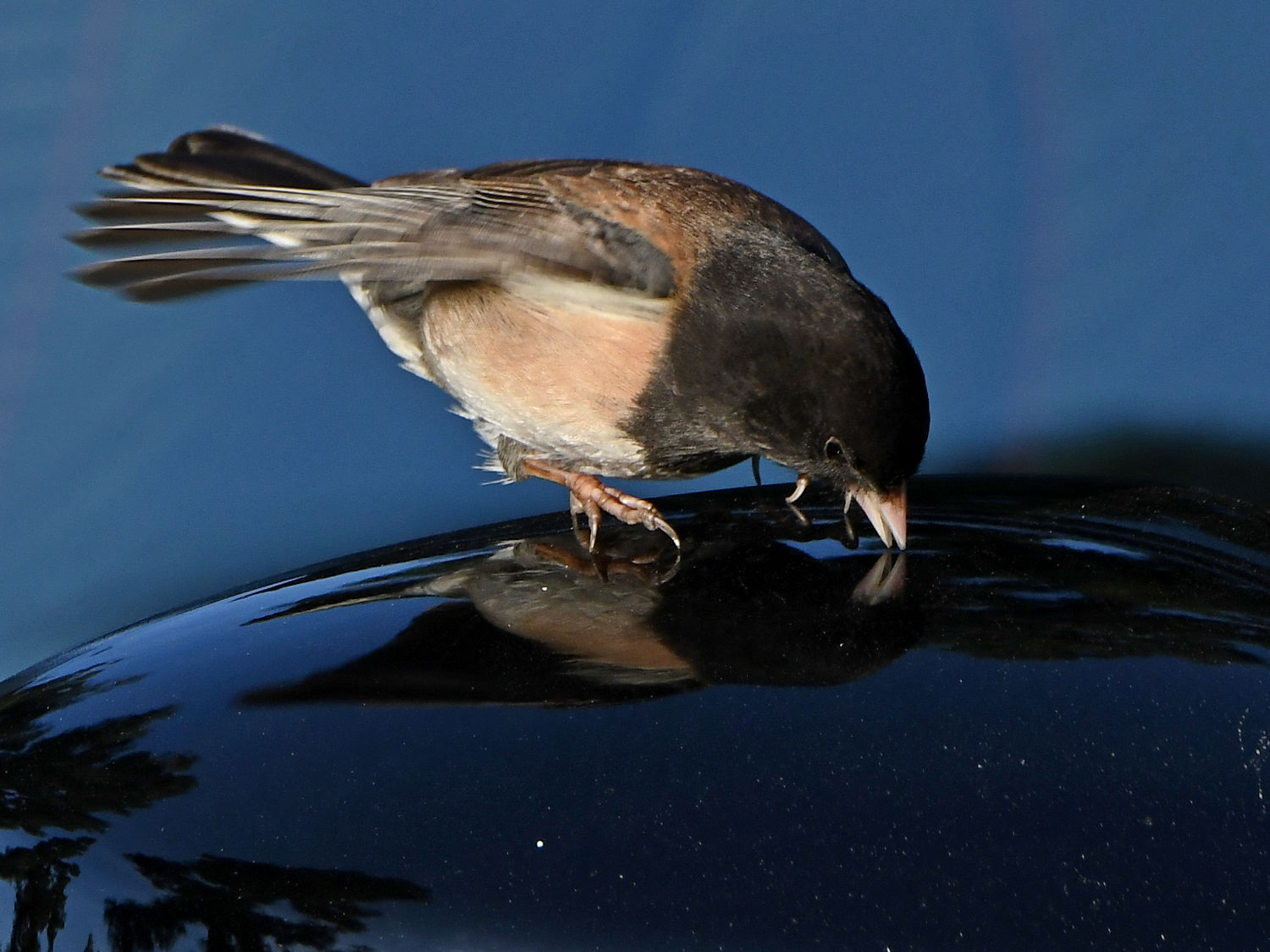 Junco2.jpg