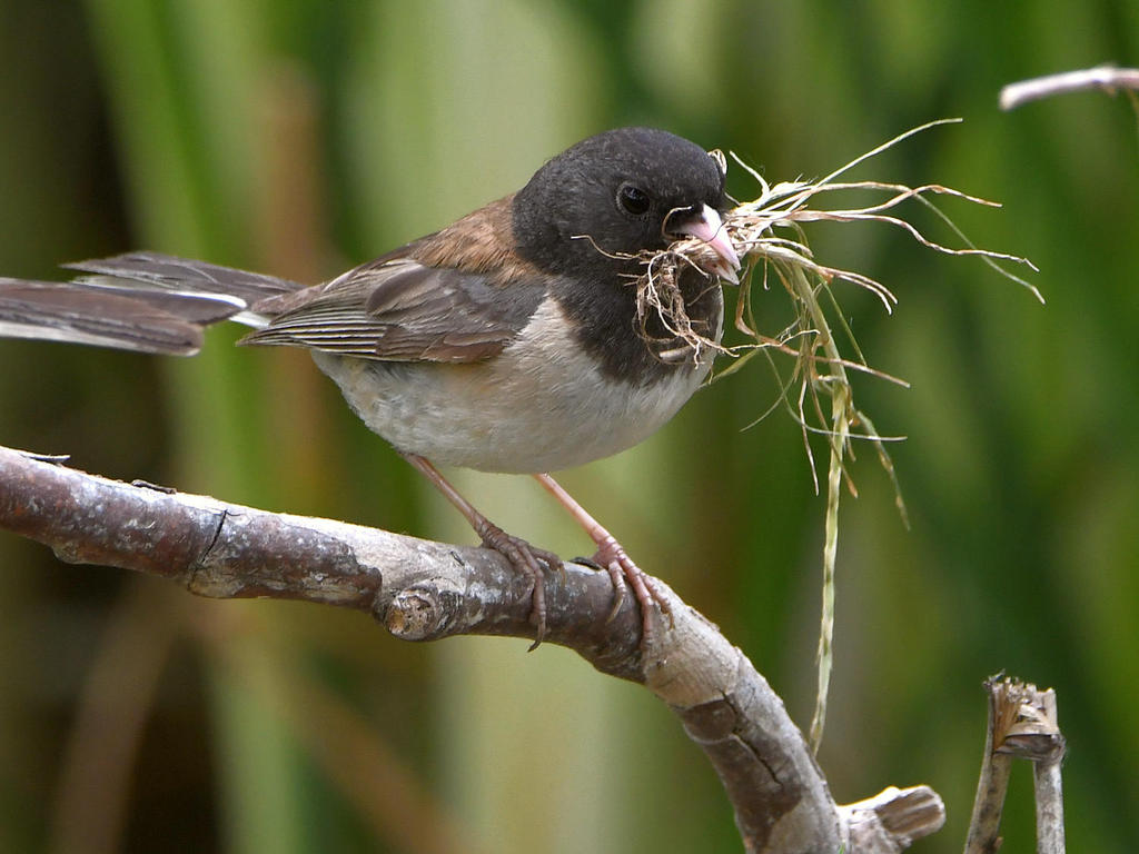 Junco20.jpg