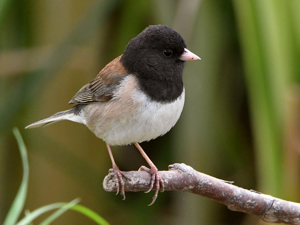 Junco22.jpg