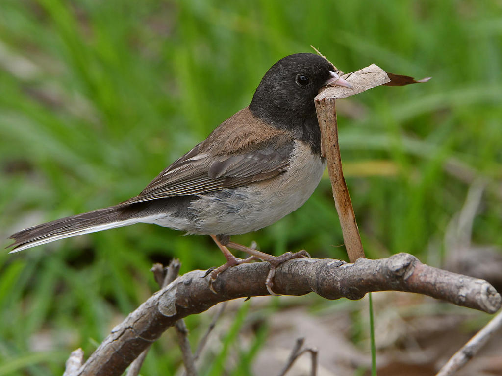 Junco25.jpg