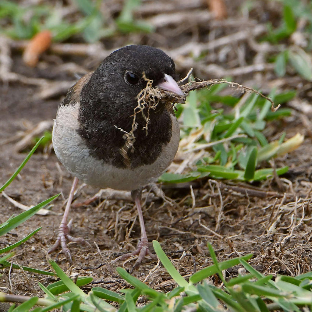 Junco27.jpg