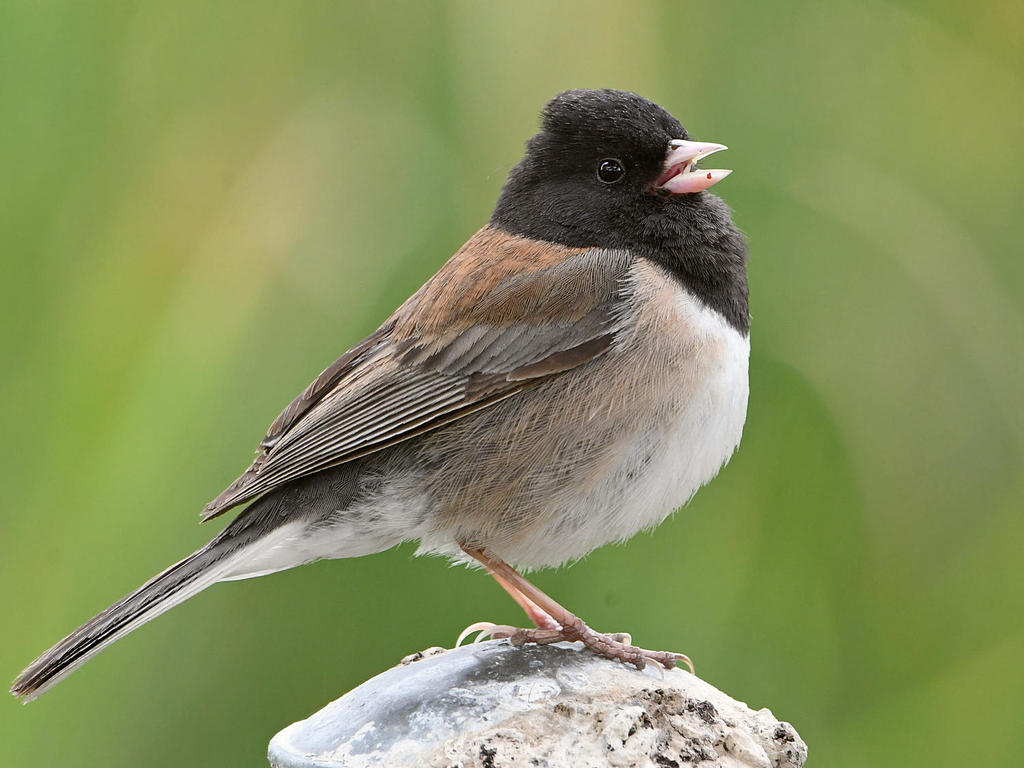 Junco29.jpg