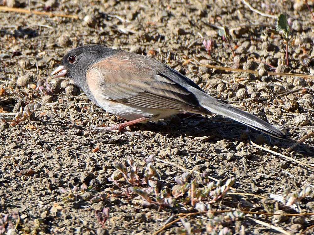 Junco3.jpg