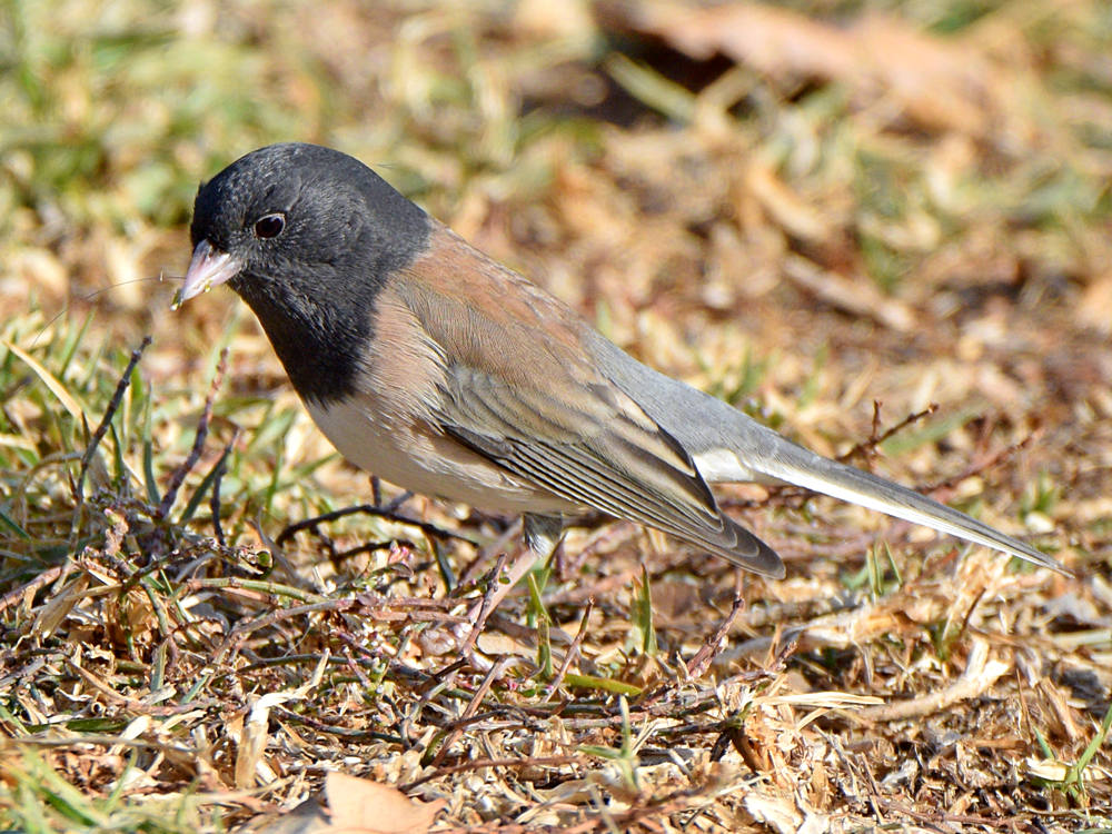 Junco3.jpg