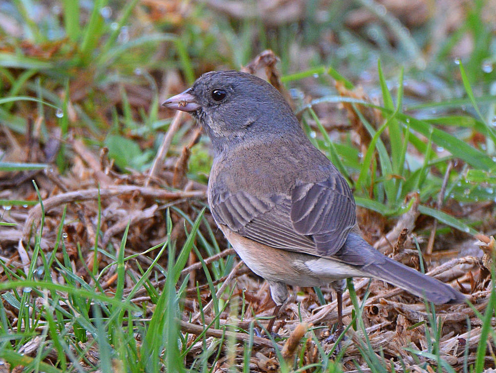 Junco3.jpg