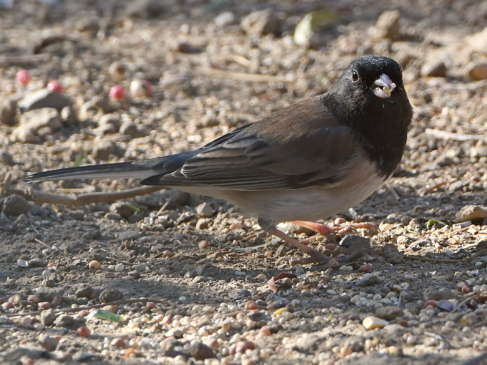 Junco3.jpg