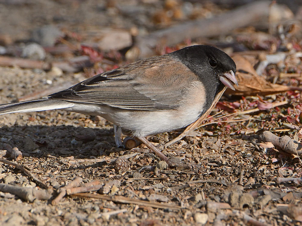 Junco3.jpg