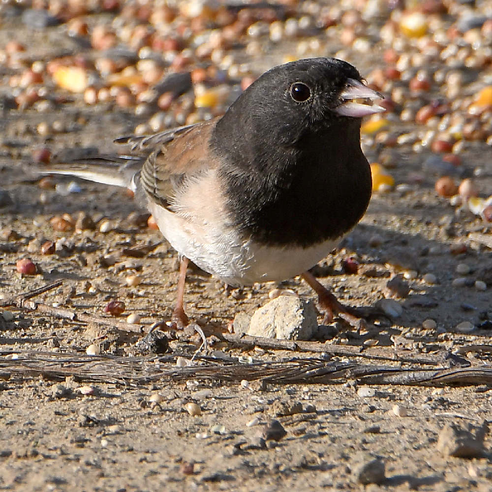 Junco3.jpg