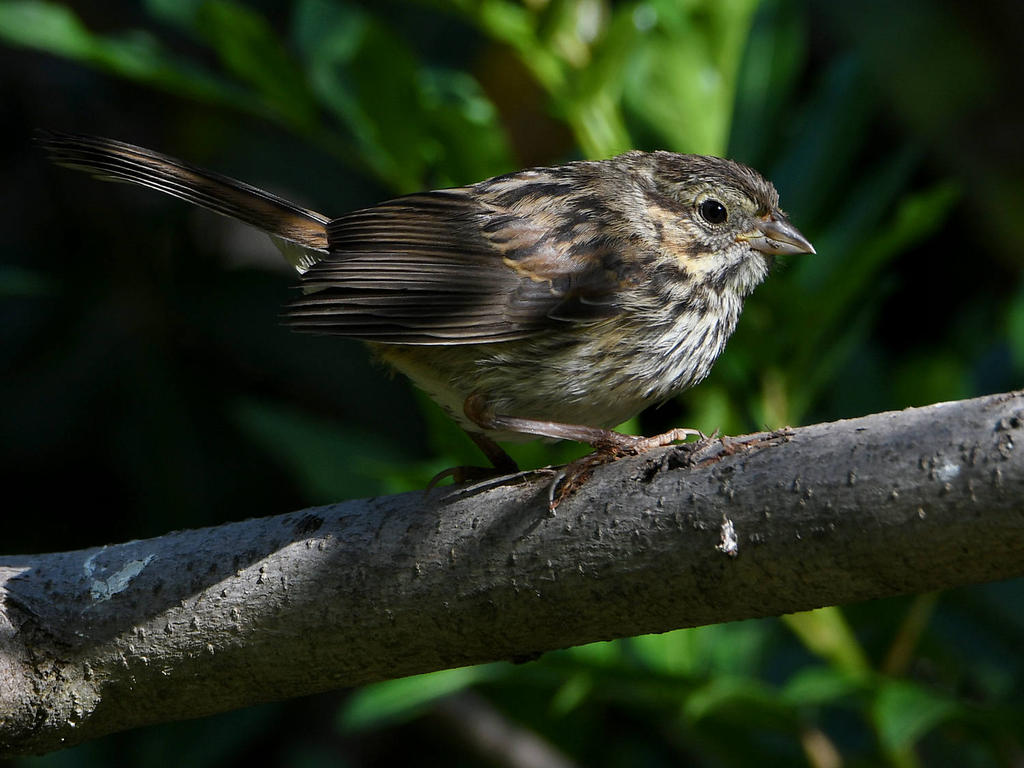 Junco3.jpg